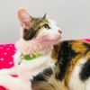 camillacat3804